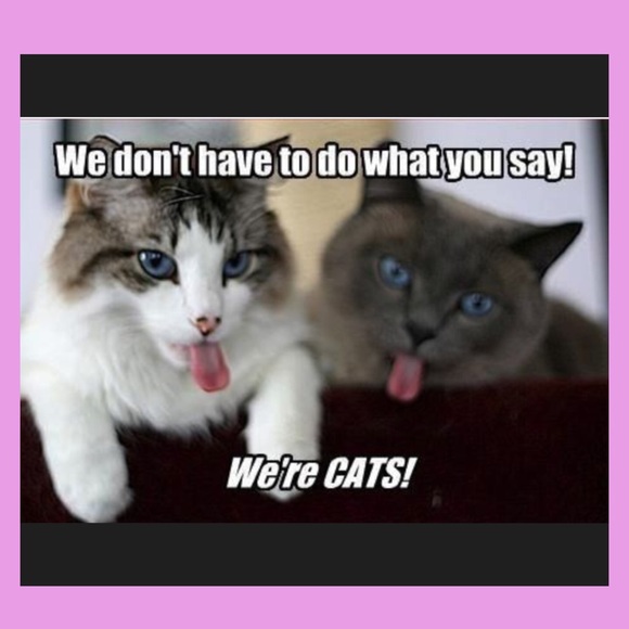 CAT LADY PRINT 🐈🐈🐈🐈🐈🐈🐈🐈 - Picture 4 of 4