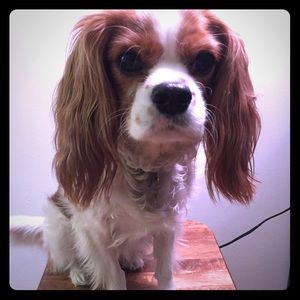 Charming the Cavalier King Charles Spaniel