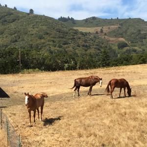 Meet your Posher, Alison