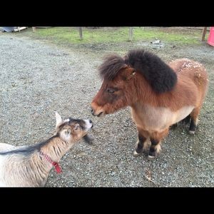 Meet your Posher, Pepper