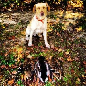 Meet your Posher, Josh