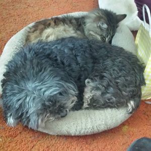 Meet your Posher, Carol