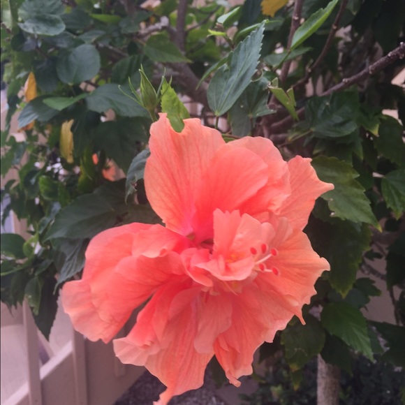 Meet your Posher, Terica