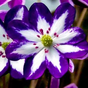 Meet your Posher, Loretta