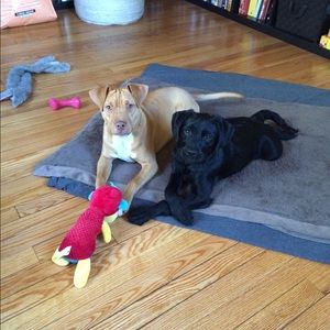 Meet your Posher, Abby