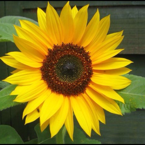 Meet your Posher, Nancy - Picture 1 of 1