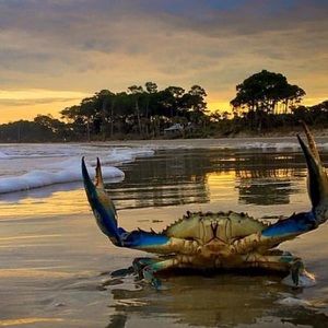 Meet your Posher, Casey