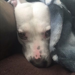 Meet your Posher, Bailey