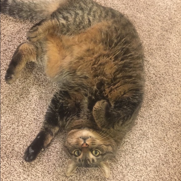 Meet your Posher, Callie - Picture 1 of 1
