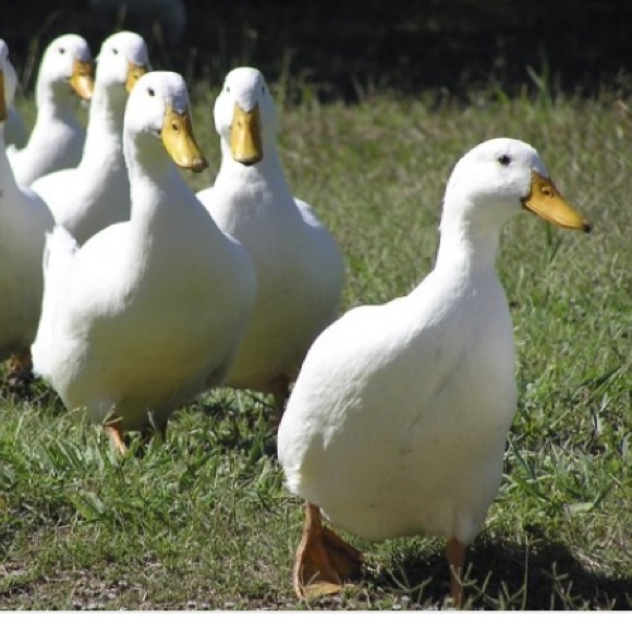 Following Game!!! - Picture 2 of 3