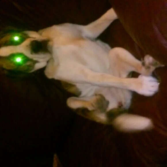 Meet your Posher, Jerry - Picture 1 of 1