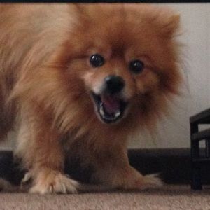 Meet your Posher, Kayla