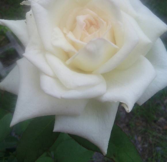 Meet your Posher, Anisley - Picture 1 of 1