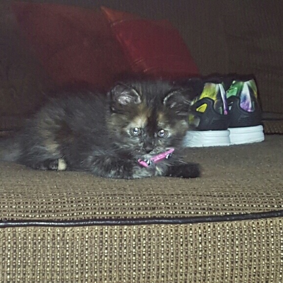 Meet your Posher, Christy - Picture 1 of 1