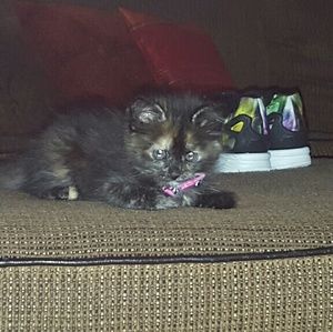 Meet your Posher, Christy