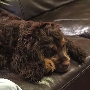 Meet your Posher, Chong