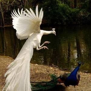 Meet your Posher, Ammar