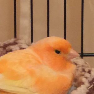 Meet your Posher, Iris