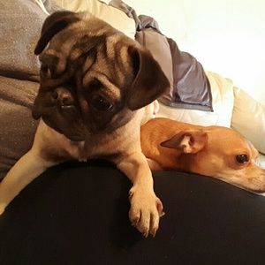 Meet your Posher, Abigail