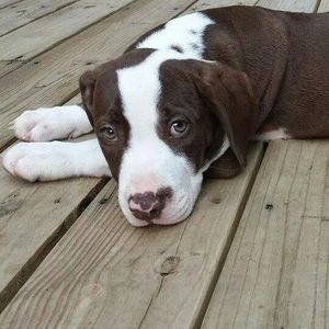 Meet your Posher, Suong