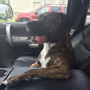 Meet your Posher, Dolores