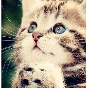 Meet your Posher, Saide