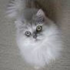 Meet your Posher, Janet