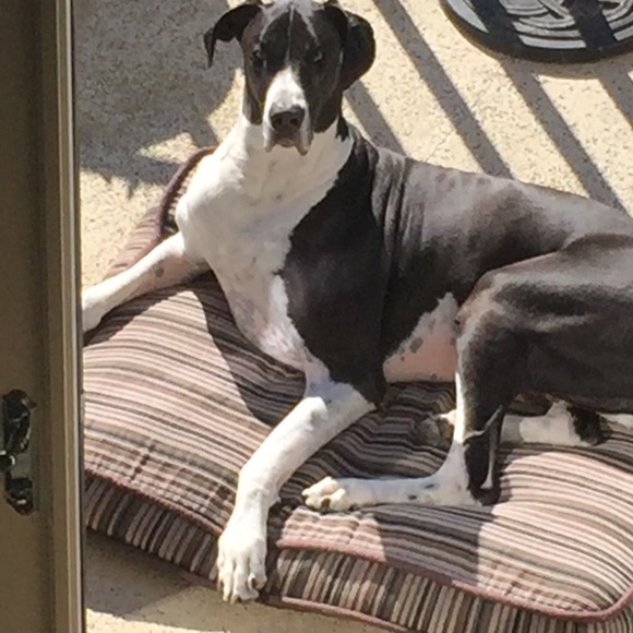 Meet your Posher, Jan & Gunner (RIP my sweet boy) - Picture 2 of 2