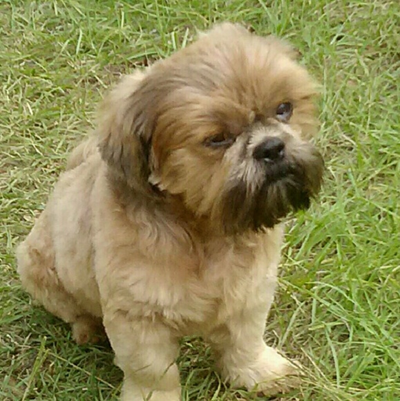 My baby Cesar - Picture 1 of 2