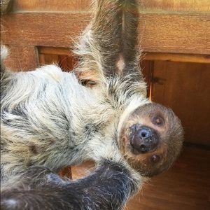 Meet your Posher, Shelby