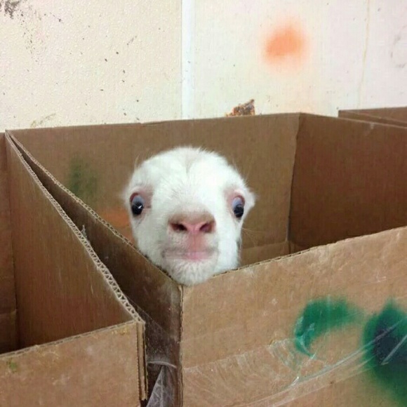 Meet your Posher, Rick - Picture 1 of 1