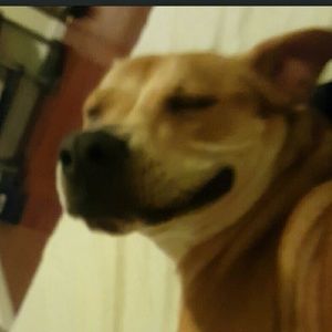 Meet your Posher, Sam