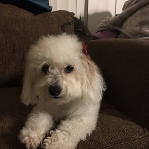 Meet your Posher, Dana