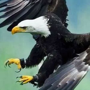 Meet your Posher, Liz