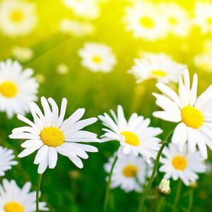 Meet your Posher, Esther