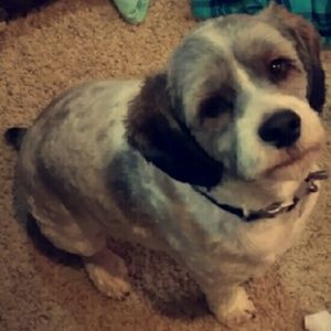 Meet your Posher, Brooke