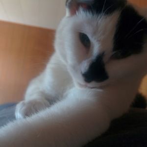 Meet your Posher, Bruce