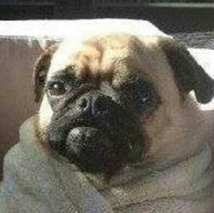 Meet your Posher, Theresa