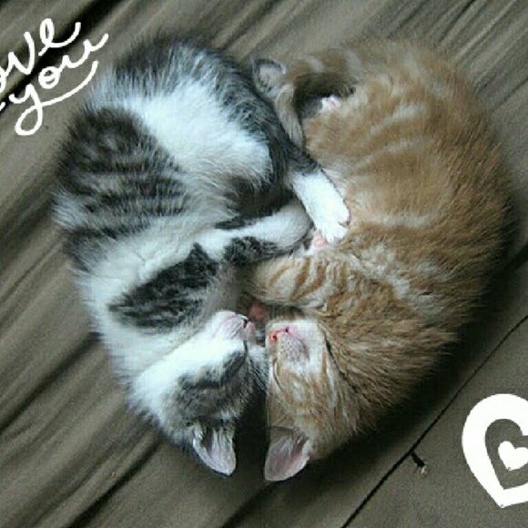 Meet your Posher, Mich - Picture 1 of 1