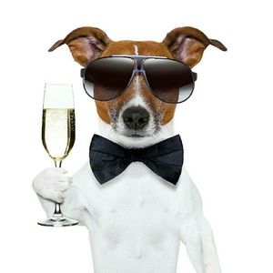 Meet your Posher, Rose