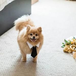 Meet your Posher, Anny