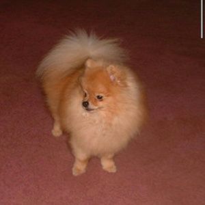 Meet your Posher, Brittany