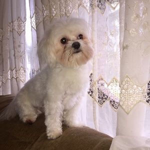 Meet your Posher, Priscilla