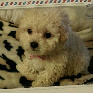 Meet your Posher, Serena