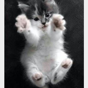 Meet your Posher, Evee