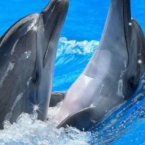 Meet your Posher, Regina