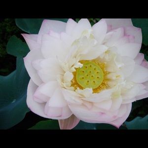 Meet your Posher, Doveen