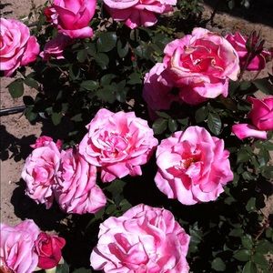 Meet your Posher, Sabrina