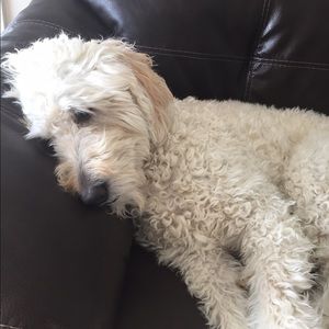 Meet your Posher, Anne