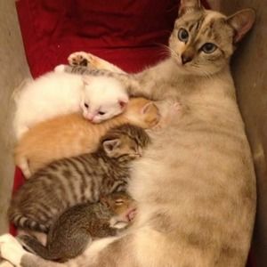 Meet your Posher, Alli